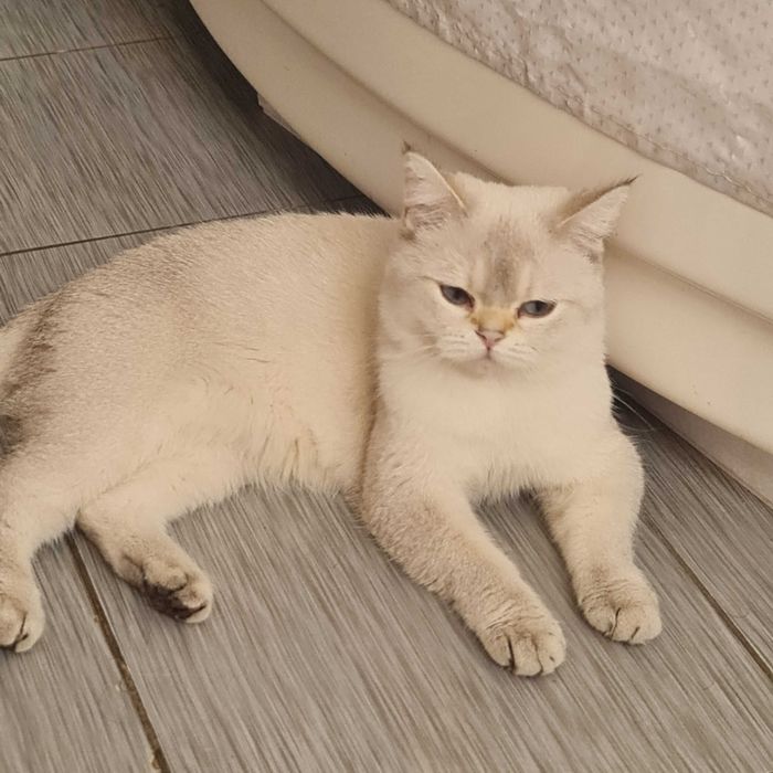 Британская короткошерстная. Котята