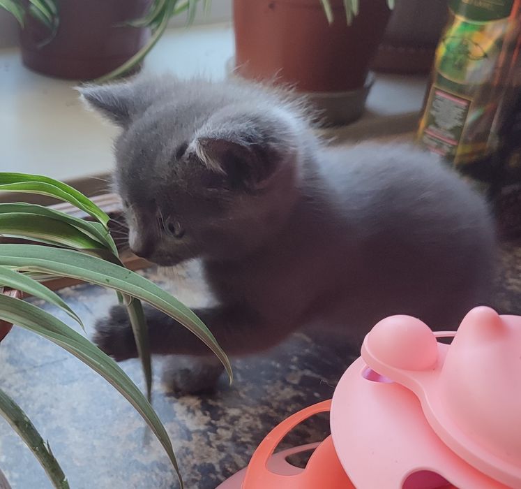 Шатланские котята