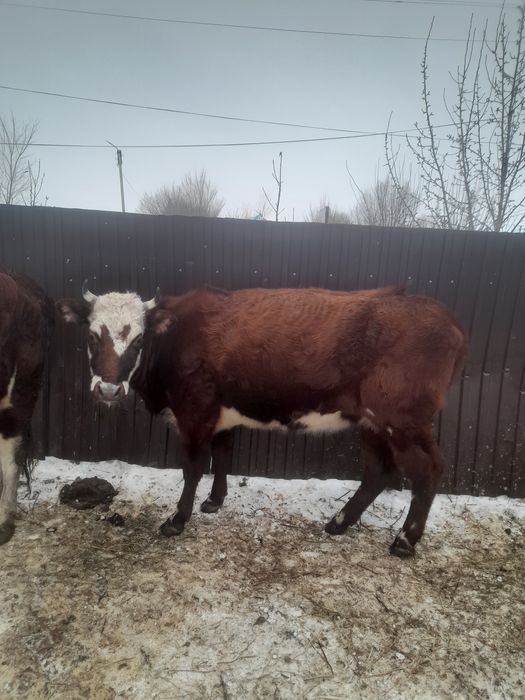 Продам троих коров