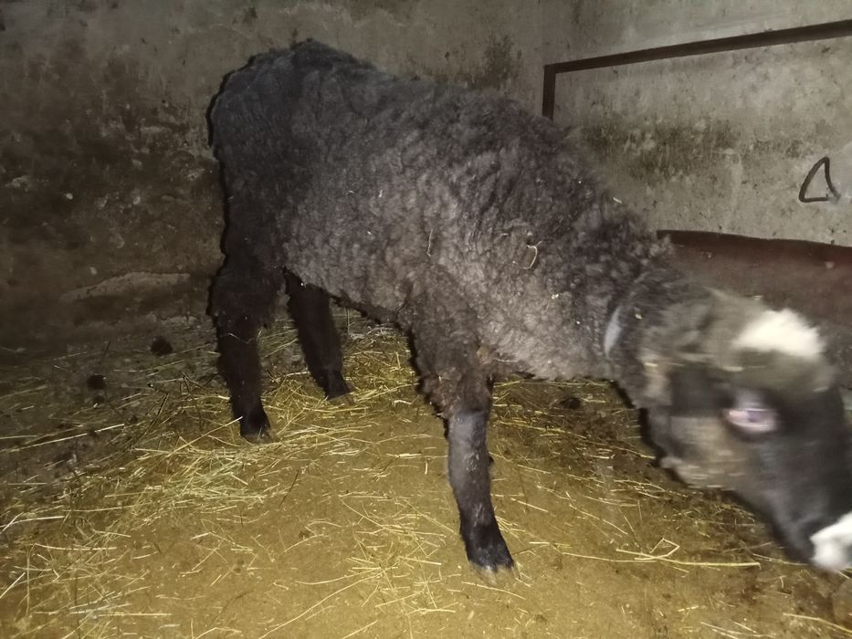 Қошқар семіз  ...