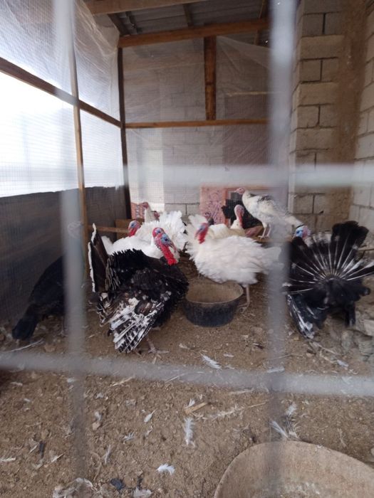 Срочно куркалар сотилади