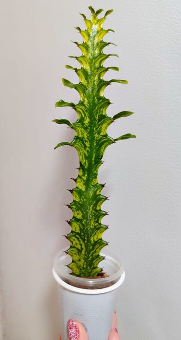 Эуфорбия Lactea Variegara