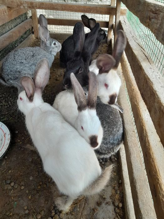 Zotdor duragay quyonlar xarxil ranglari bor katta kichigi xam