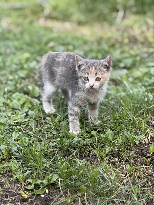Отдадим котят бесплатно