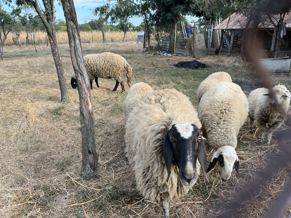 Oi si mielute carabase