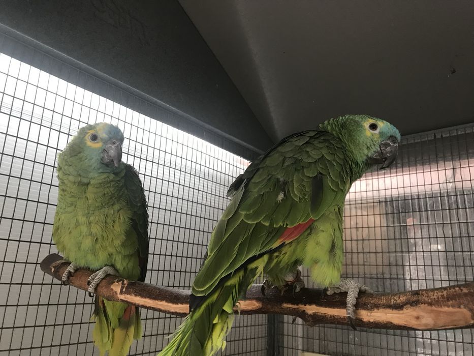 Pereche amazoni frunte albastra