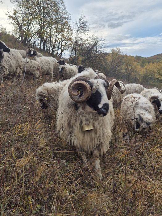 Vand doi stramiori de talei mare