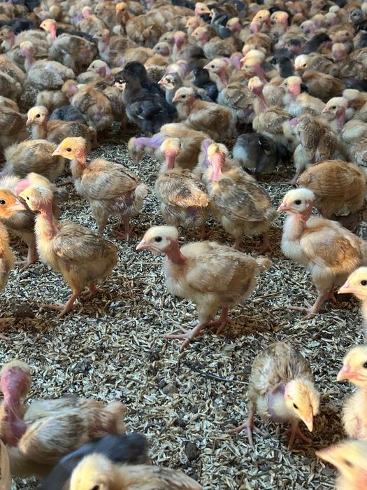 Цыплята Голощейка