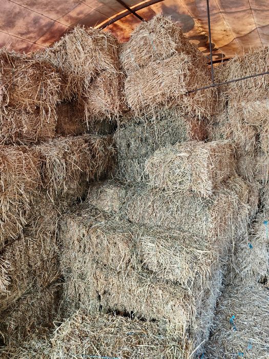 Vînd baloti de lucerna