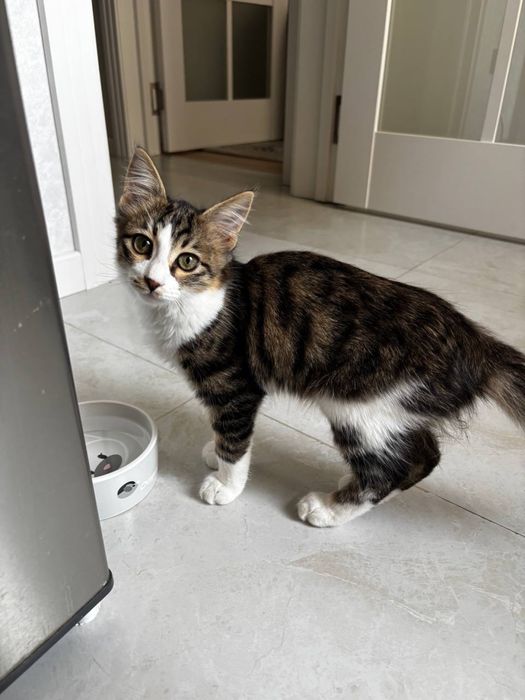 Котята 4-5 месяцев