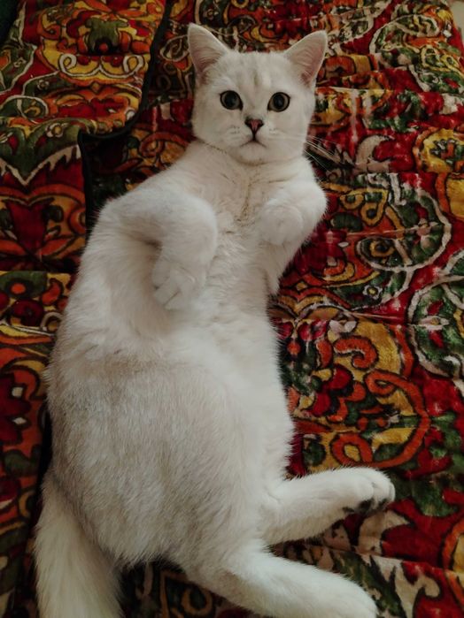 Красивый кот/Британский шиншилл