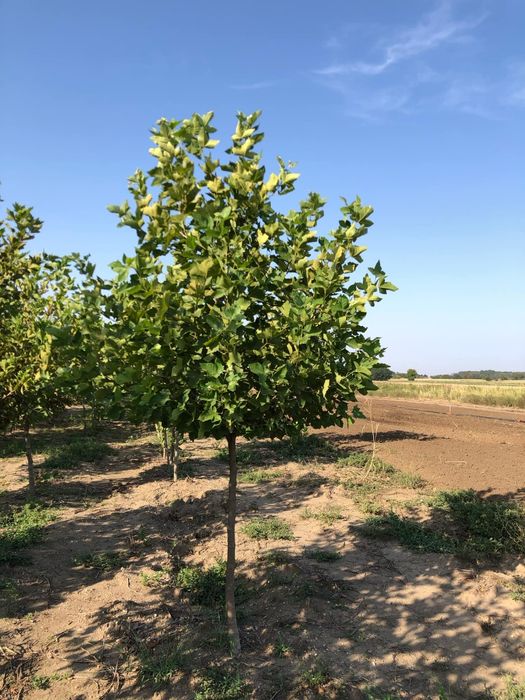 Platan englezesc, glob