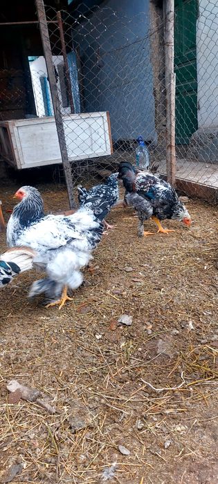 Продам курей, Брама и Австролоп.