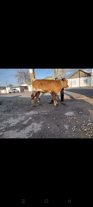 Оптом 3 бузау сатылады