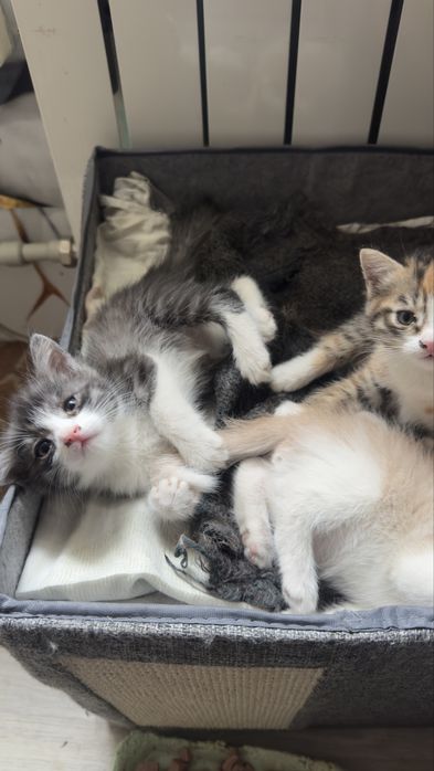 Отдам котят