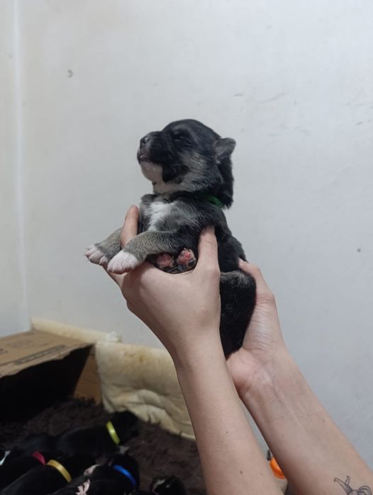 Красивые и классные щенки