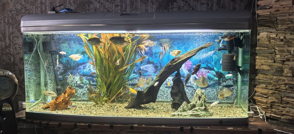 Аквариумные рыбы ( Цихлиды и Метиннисы)