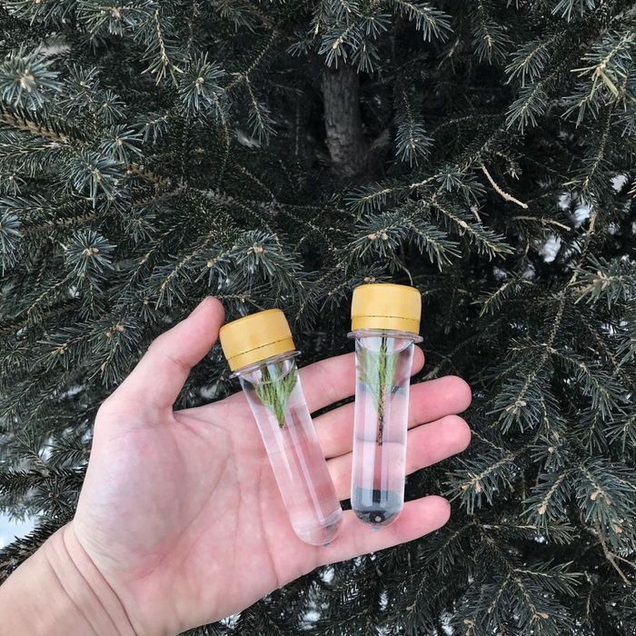 Натуральное пихтовое масло оптом