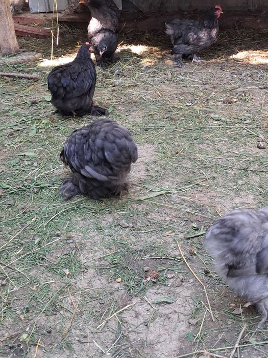 Vind pui cochinchina pitică