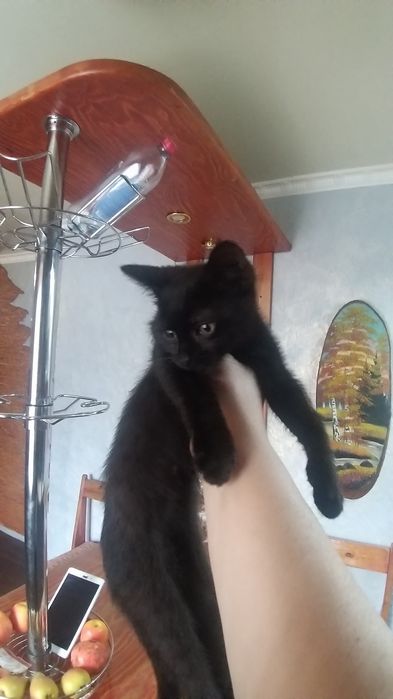 Отдам в хорошие руки