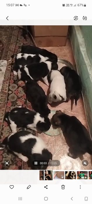 Отдам бесплатно щенят