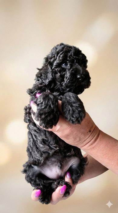 Щенки карликового пуделя