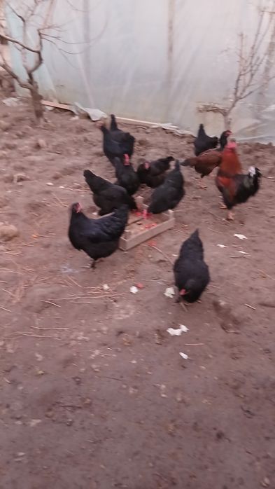 Товук "Кора шахзода",тухумга кирган.