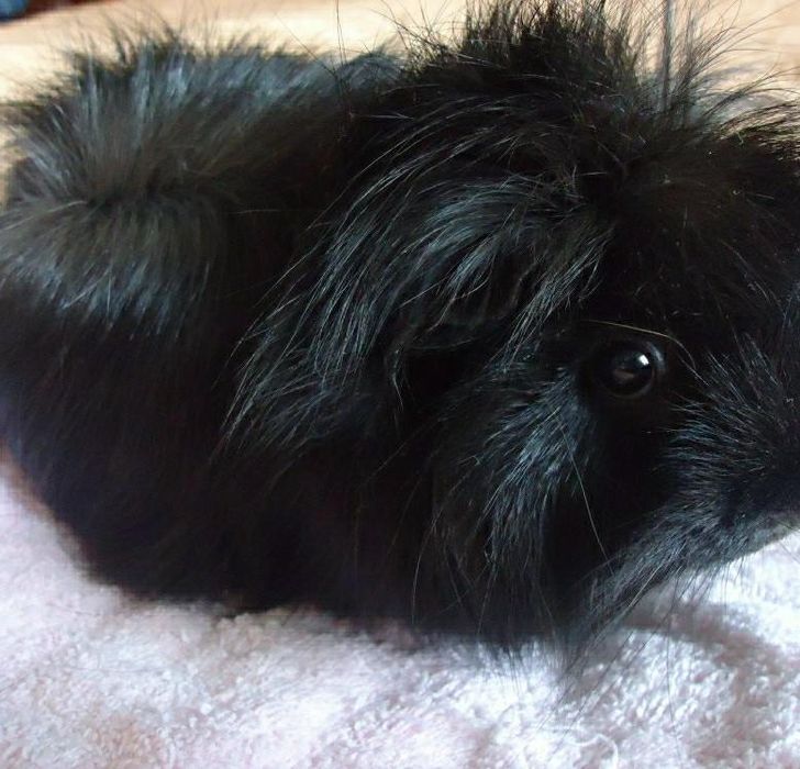 Морская свинка мальчик