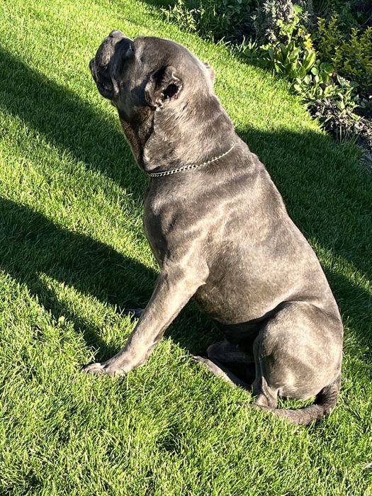 Кане корсо вязка