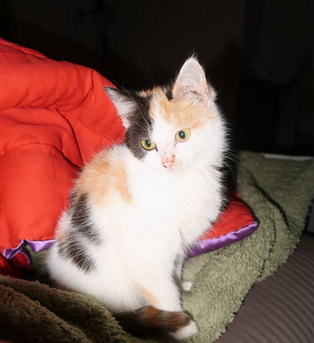 Котенок 4 месяца