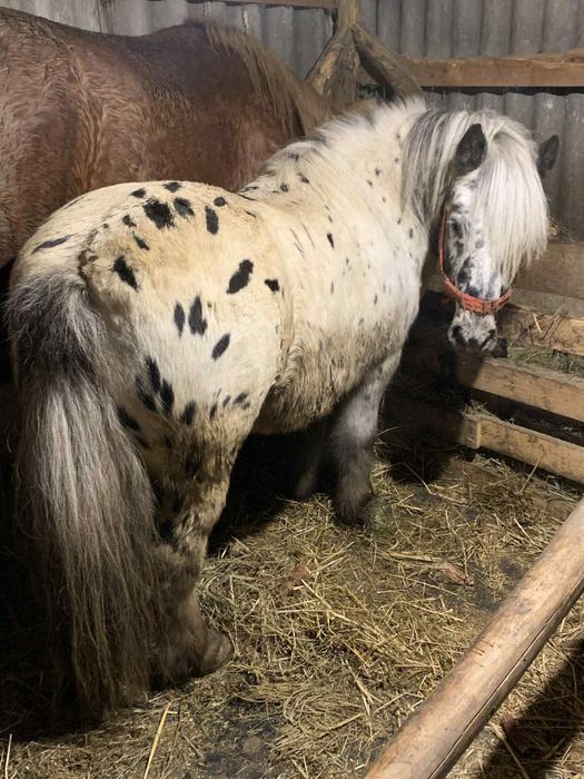 Vand un poneu frumos