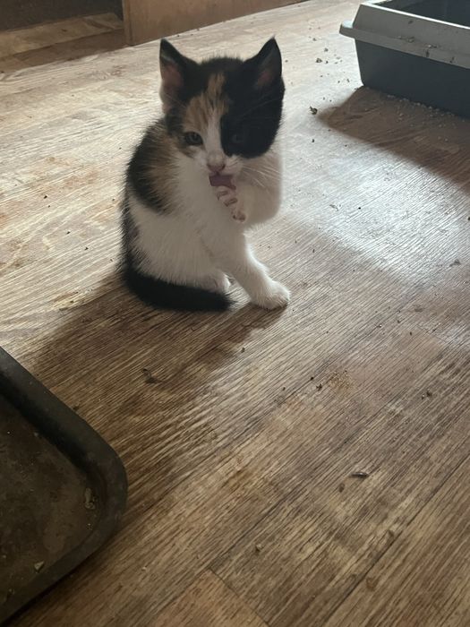 Подарявам котенца