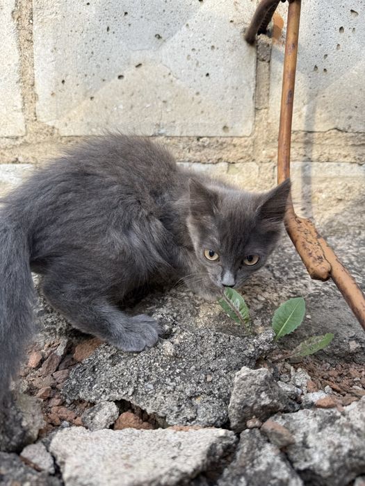 Отдадим Котят в добрые руки