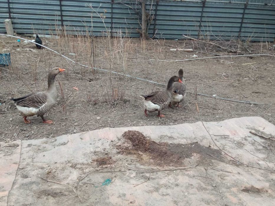 Гуси крупно серые