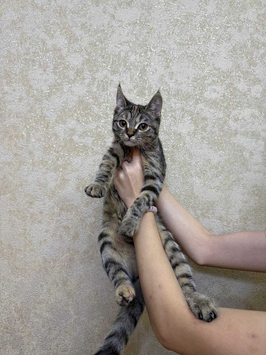 Котята, скотиш страйт