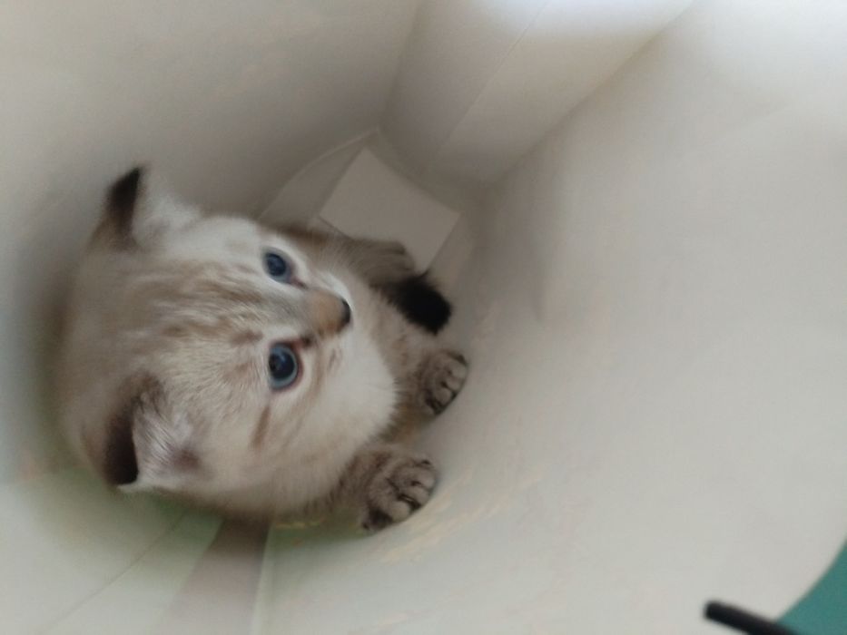 Продажа котенка породы скоттиш фолд