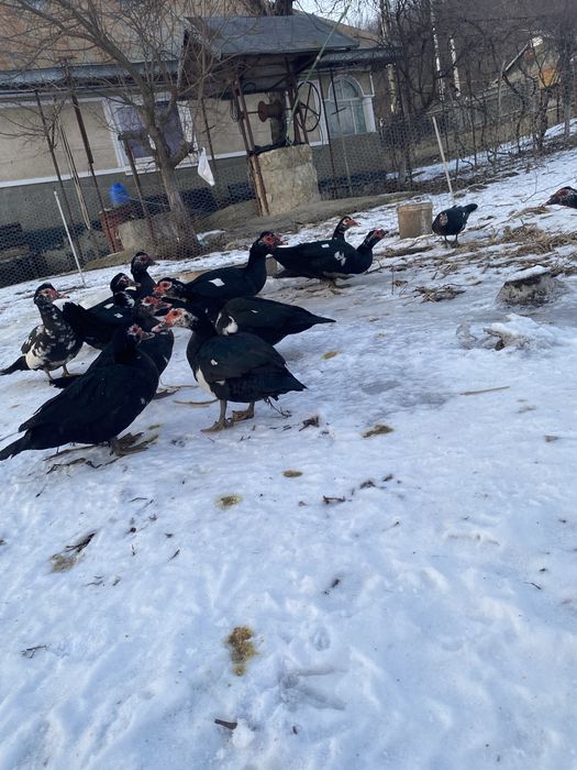 Vand rațe leșești