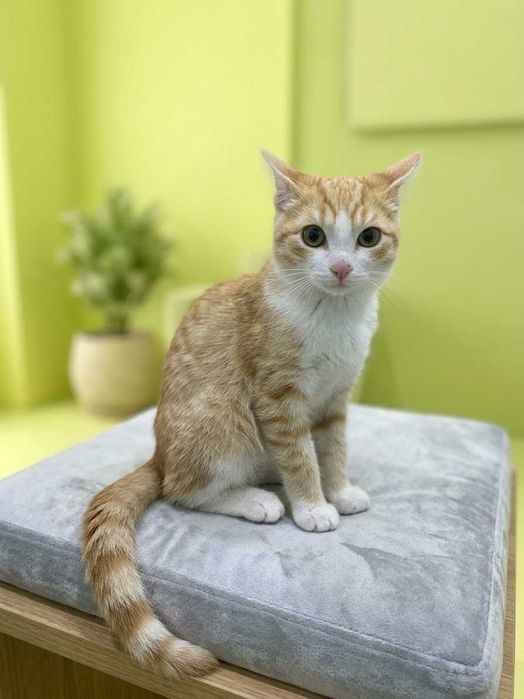 Котенок девочка отдам.