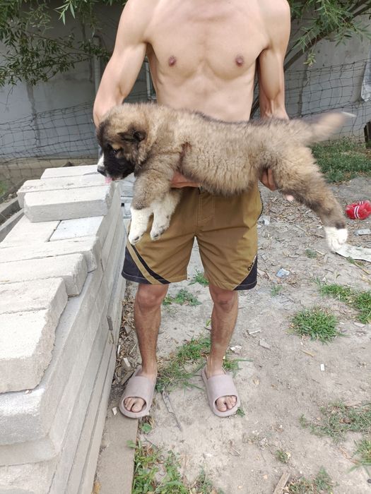 Продаётся кавказская овчарка
