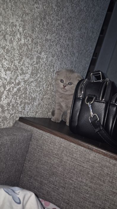 Котята (Шотландские)