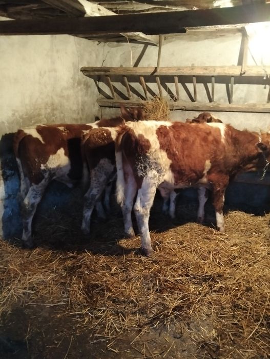 Vând 3 vitei de vreo 350 kg