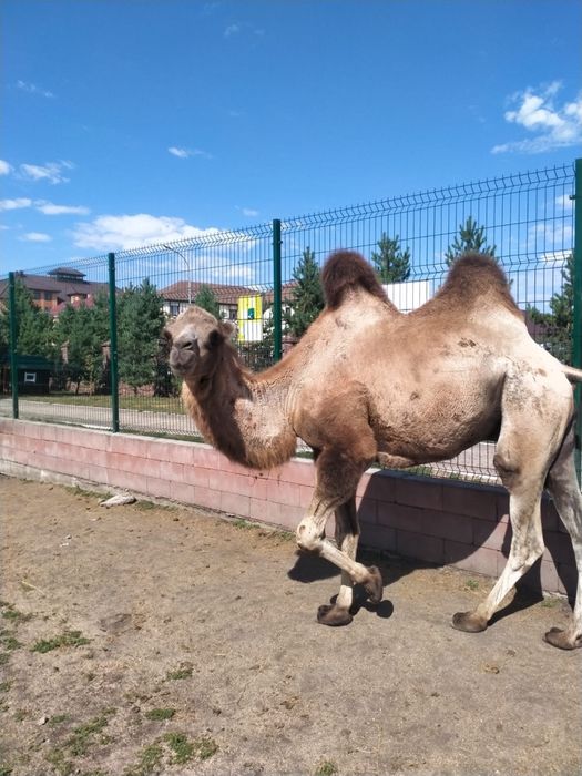 Продам верблюда обученного мерин