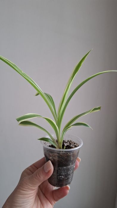 Комнатные цветы разные