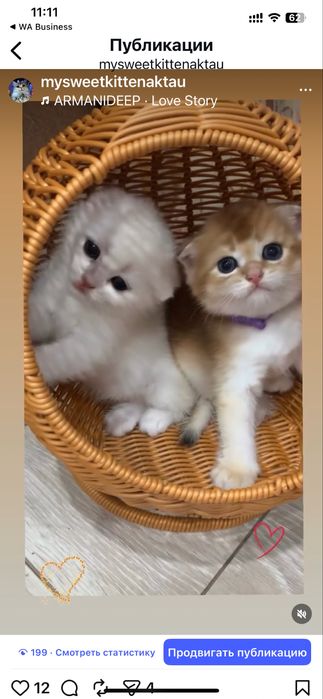 Продам шиншиллок шоу класса