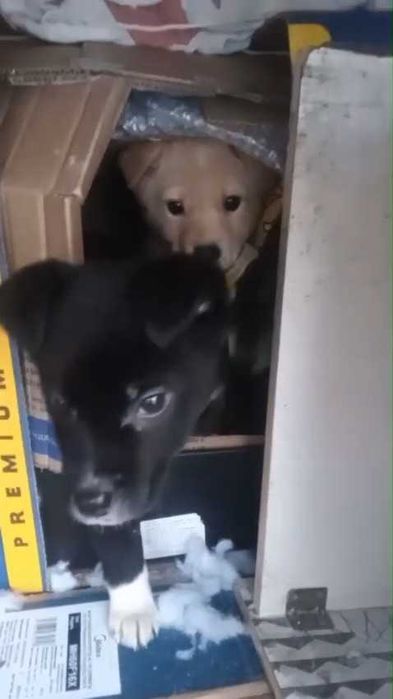 Ищем дом для малышей!