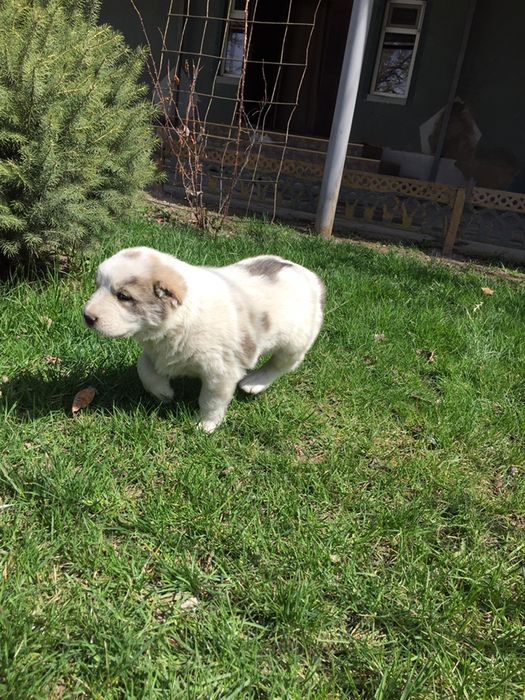 Породистая Собака