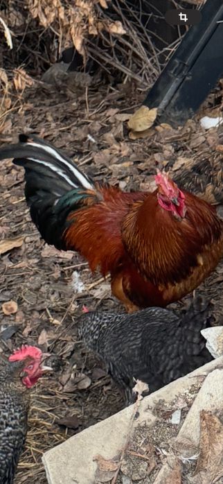 Продам  молодых петухов