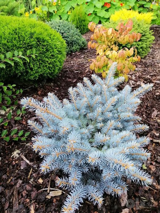 Голубая Ель / Hoopsii / Colorado BLUE SPRUCE Picea Pungens Glauca USA