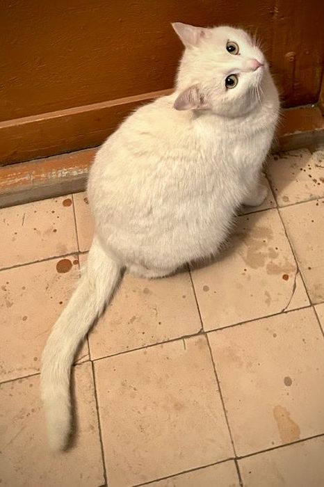 Очень красивая белая кошка ищет дом