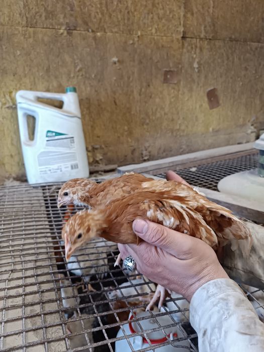 Продам цыплят ломан Браун